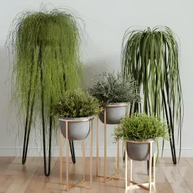 Rhipsalis